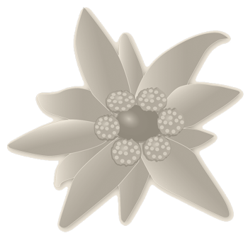edelweiss2
