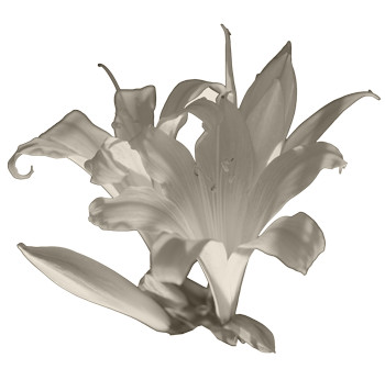 alpenrose